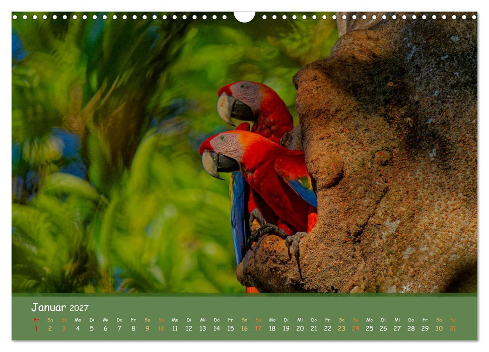 Hellrote Aras (CALVENDO Wandkalender 2027)