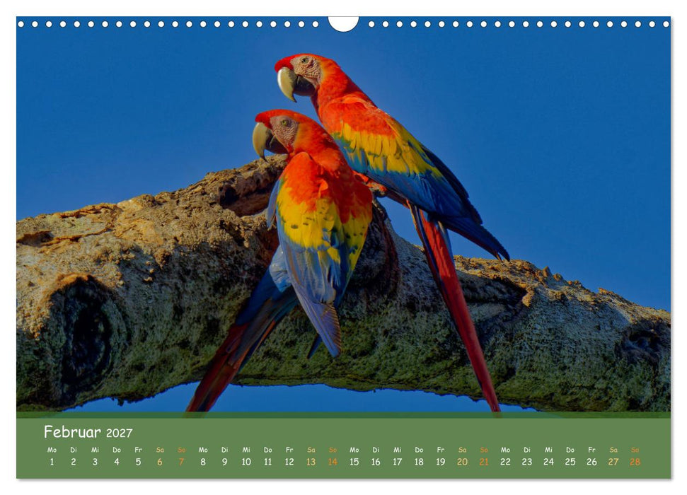 Hellrote Aras (CALVENDO Wandkalender 2027)