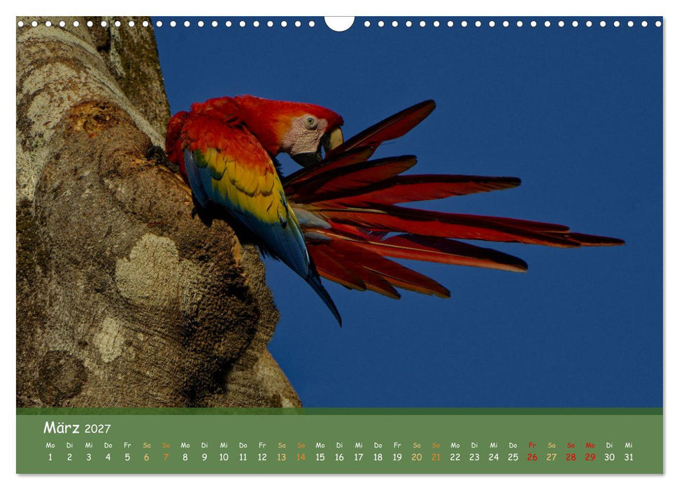 Hellrote Aras (CALVENDO Wandkalender 2027)