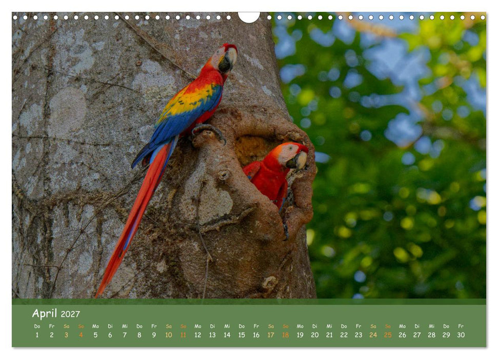 Hellrote Aras (CALVENDO Wandkalender 2027)