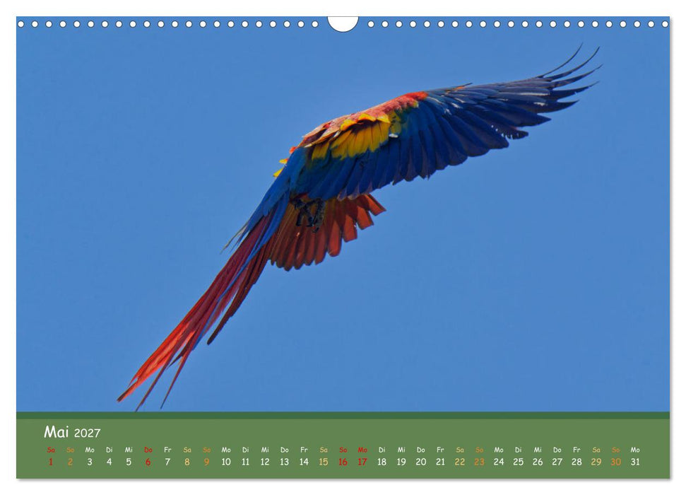 Hellrote Aras (CALVENDO Wandkalender 2027)