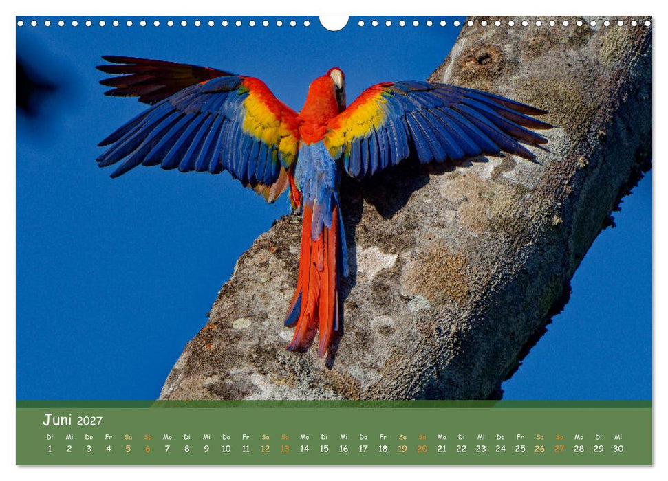 Hellrote Aras (CALVENDO Wandkalender 2027)