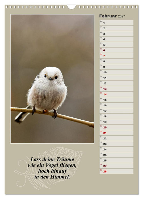Schwanzmeisen, die niedlichen kleinen Pfannenstielchen (CALVENDO Wandkalender 2027)