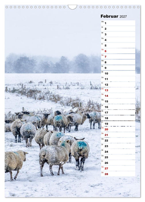Westküste - Zwischen St. Peter Ording, Büsum und Elbe (CALVENDO Wandkalender 2027)
