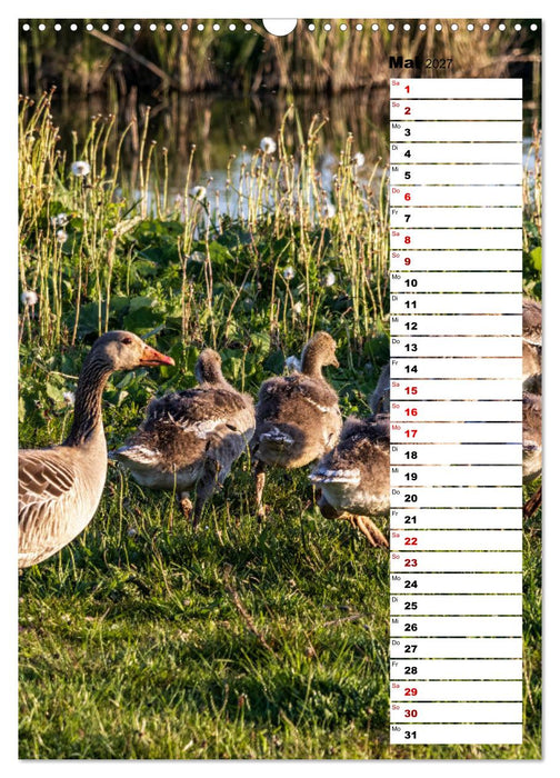 Westküste - Zwischen St. Peter Ording, Büsum und Elbe (CALVENDO Wandkalender 2027)