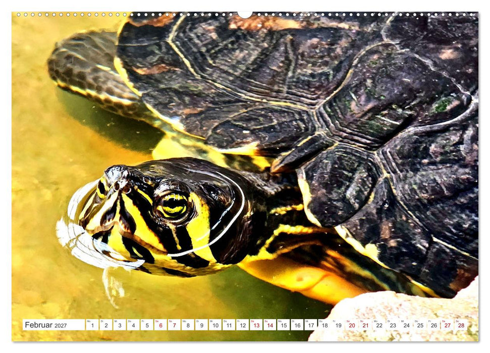 Schmuckschildkröten - Schmuckstücke der Natur (CALVENDO Premium Wandkalender 2027)