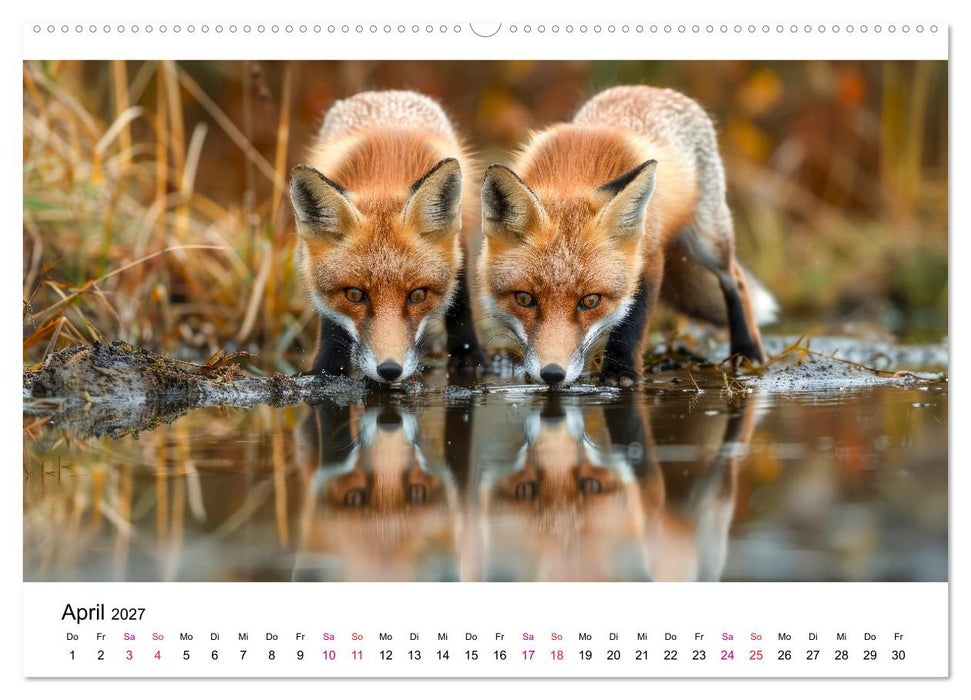 Fuchs - schöne Momente (CALVENDO Premium Wandkalender 2027)