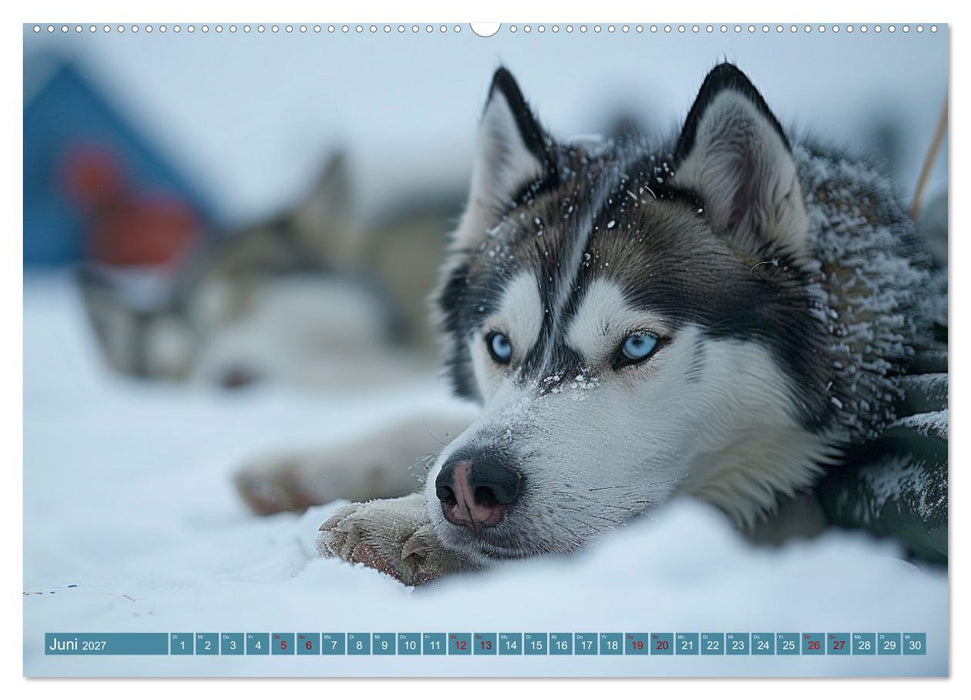 Schlittenhund Träume (CALVENDO Wandkalender 2027)