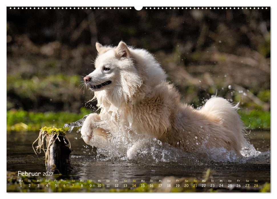Mein isländischer Wasserhund (CALVENDO Wandkalender 2027)
