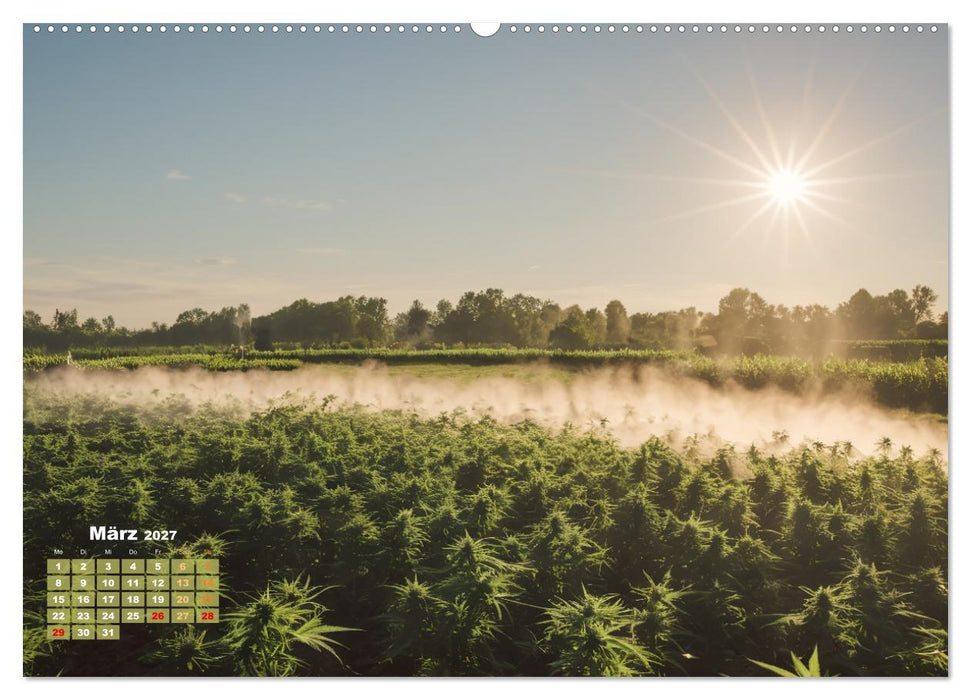 Wunderschöne Cannabisfelder (CALVENDO Premium Wandkalender 2027)