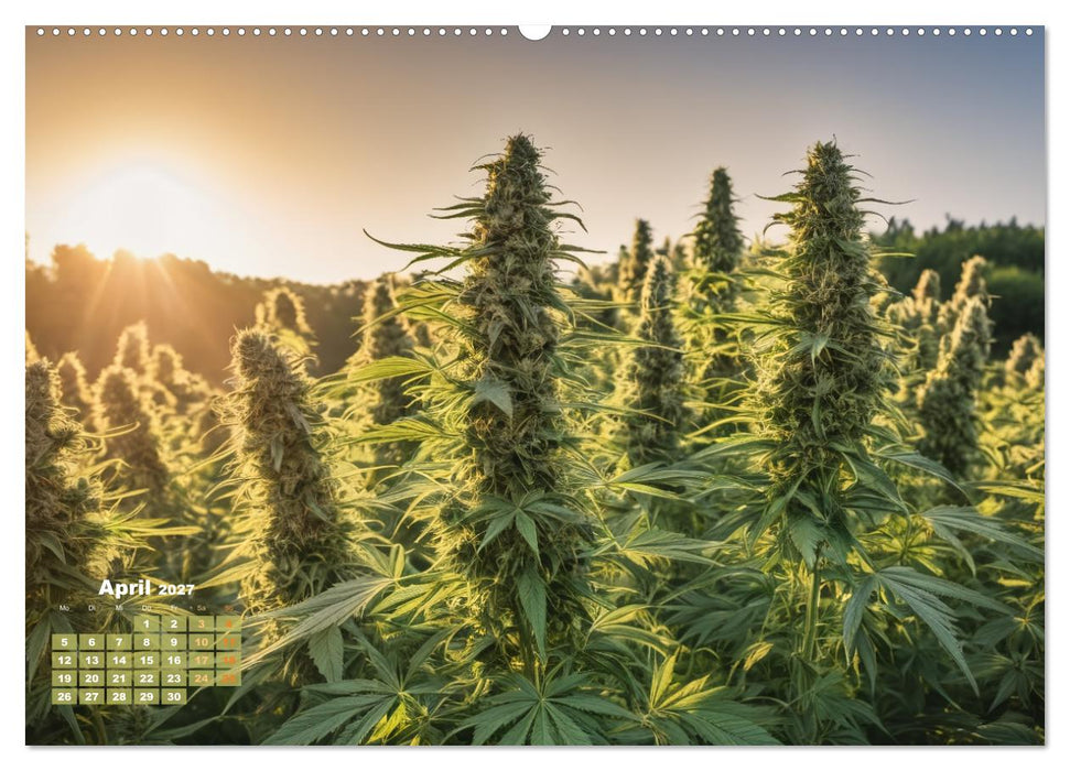 Wunderschöne Cannabisfelder (CALVENDO Premium Wandkalender 2027)