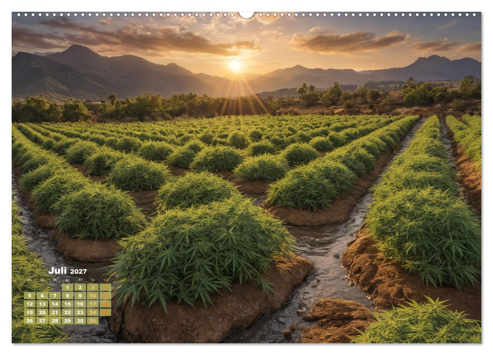 Wunderschöne Cannabisfelder (CALVENDO Premium Wandkalender 2027)