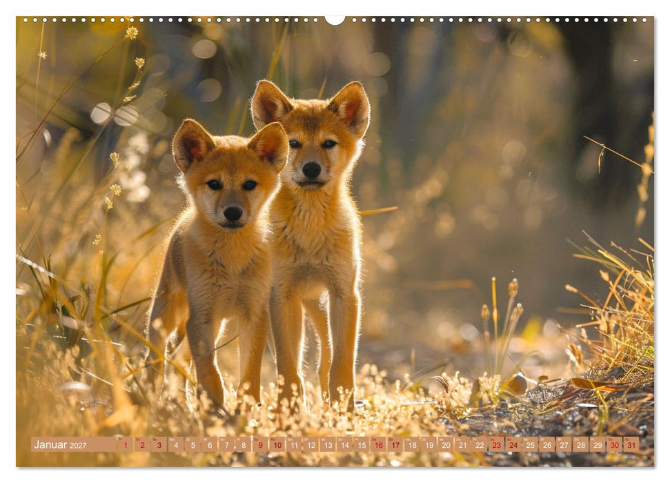Down Under voller Wunder (CALVENDO Wandkalender 2027)