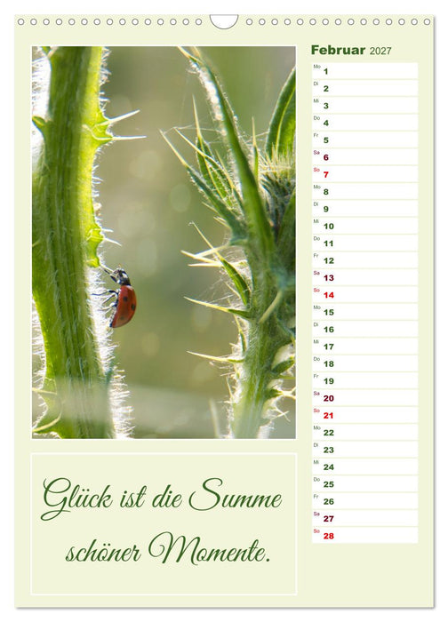 Marienkäfer, Glücksbringer mit sieben Punkten (CALVENDO Wandkalender 2027)