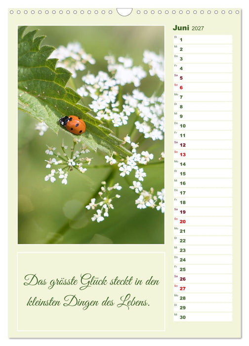 Marienkäfer, Glücksbringer mit sieben Punkten (CALVENDO Wandkalender 2027)