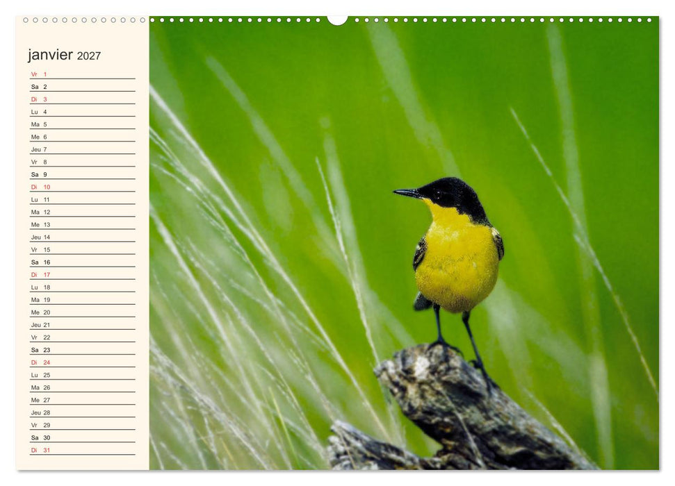 Notre nature sauvage, les passereaux d'Europe (CALVENDO Calendrier supérieur 2027)