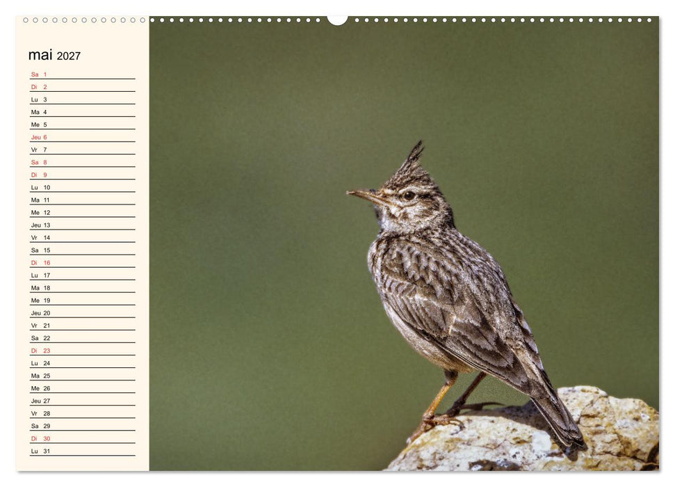 Notre nature sauvage, les passereaux d'Europe (CALVENDO Calendrier supérieur 2027)
