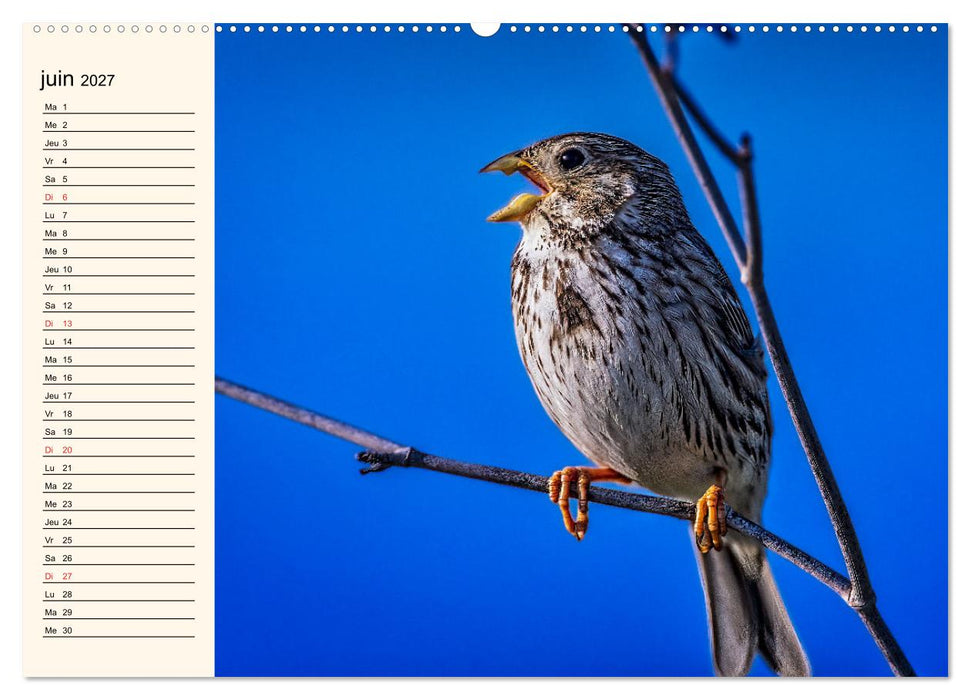 Notre nature sauvage, les passereaux d'Europe (CALVENDO Calendrier supérieur 2027)