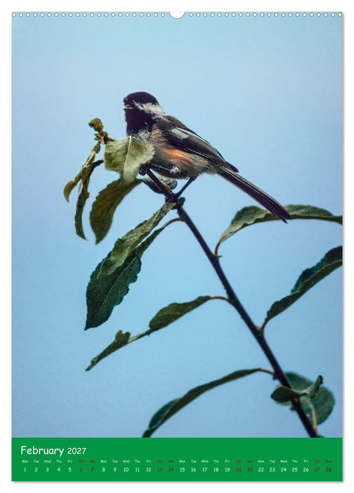 Our wild nature, American birds (CALVENDO Monthly Calendar 2027)