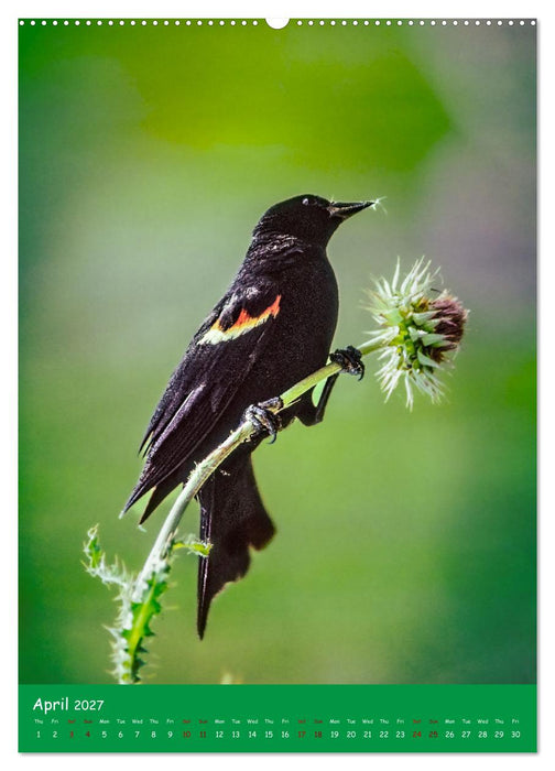 Our wild nature, American birds (CALVENDO Monthly Calendar 2027)