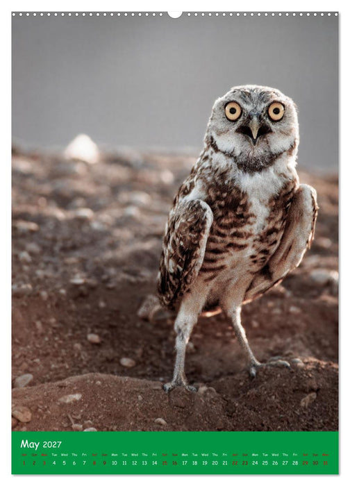 Our wild nature, American birds (CALVENDO Monthly Calendar 2027)