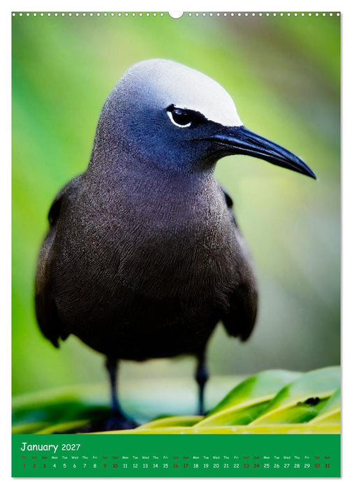 Our wild nature, American birds (CALVENDO Premium-Calendar 2027)