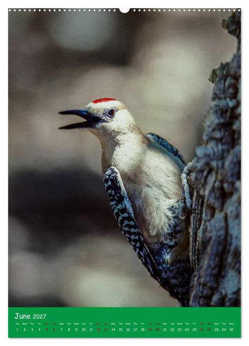 Our wild nature, American birds (CALVENDO Premium-Calendar 2027)