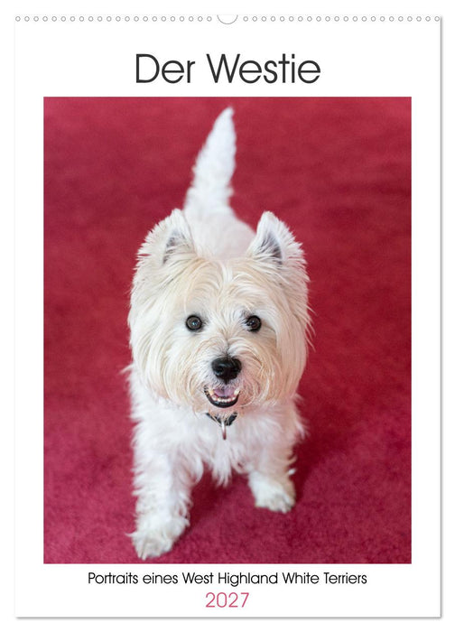 Der Westie - Portrait eines West Highland White Terriers (CALVENDO Wandkalender 2027)