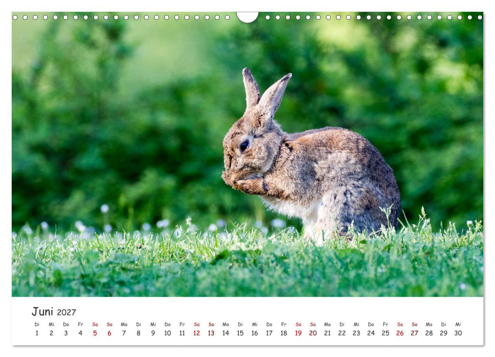 Säugetiere vor der Kamera (CALVENDO Wandkalender 2027)