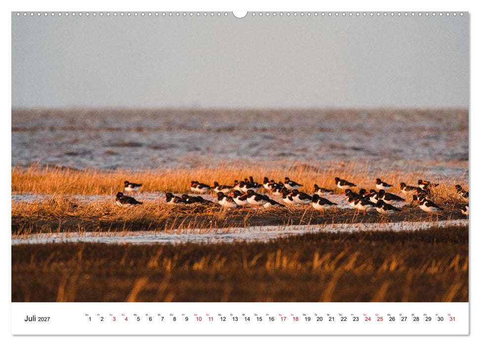 Pellwormer Ogenblicke, ein Streifzug durch ein Inseljahr (CALVENDO Premium Wandkalender 2027)