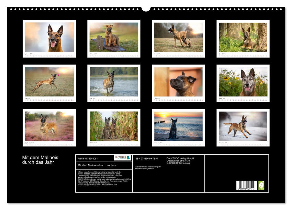 Mit dem Malinois durch das Jahr (CALVENDO Wandkalender 2027)