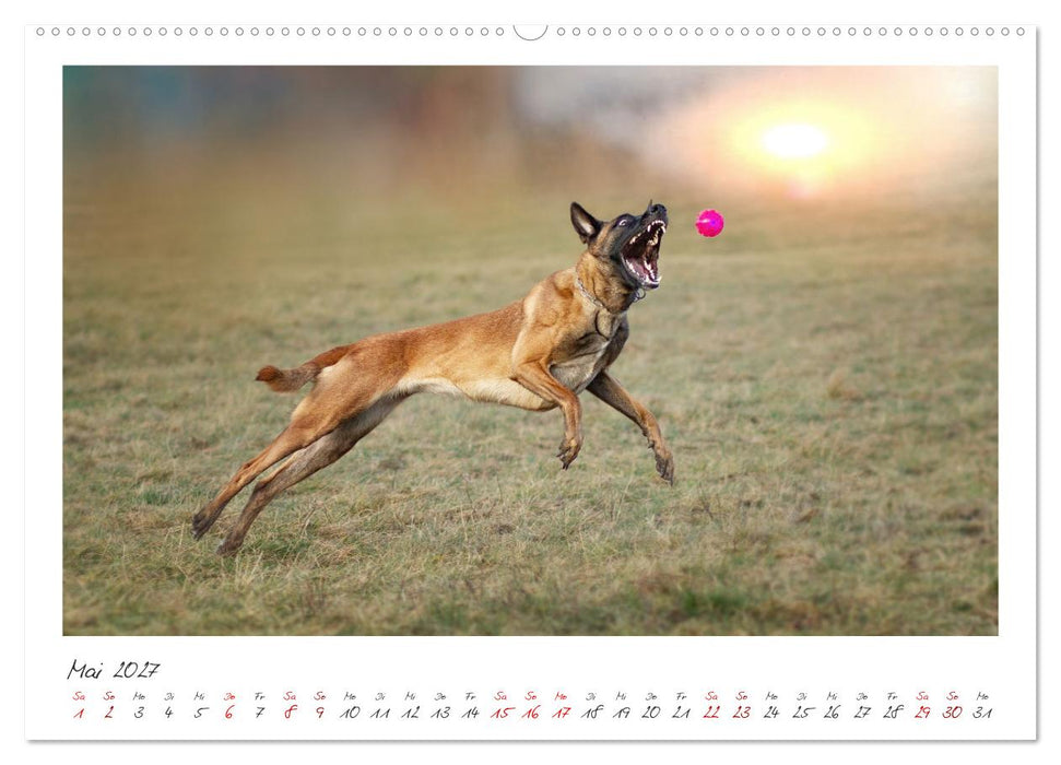 Mit dem Malinois durch das Jahr (CALVENDO Wandkalender 2027)