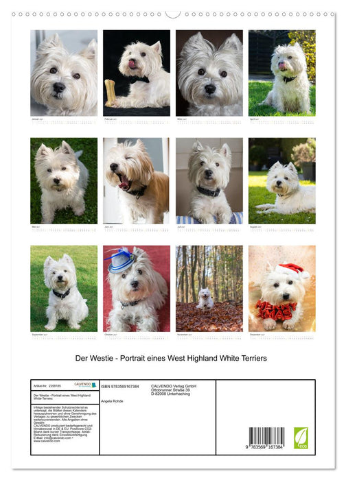 Der Westie - Portrait eines West Highland White Terriers (CALVENDO Premium Wandkalender 2027)
