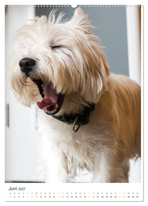 Der Westie - Portrait eines West Highland White Terriers (CALVENDO Premium Wandkalender 2027)