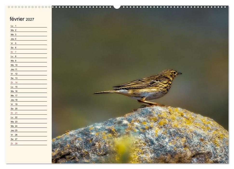 Notre nature sauvage, les passereaux d'Europe (CALVENDO Calendrier mensuel 2027)