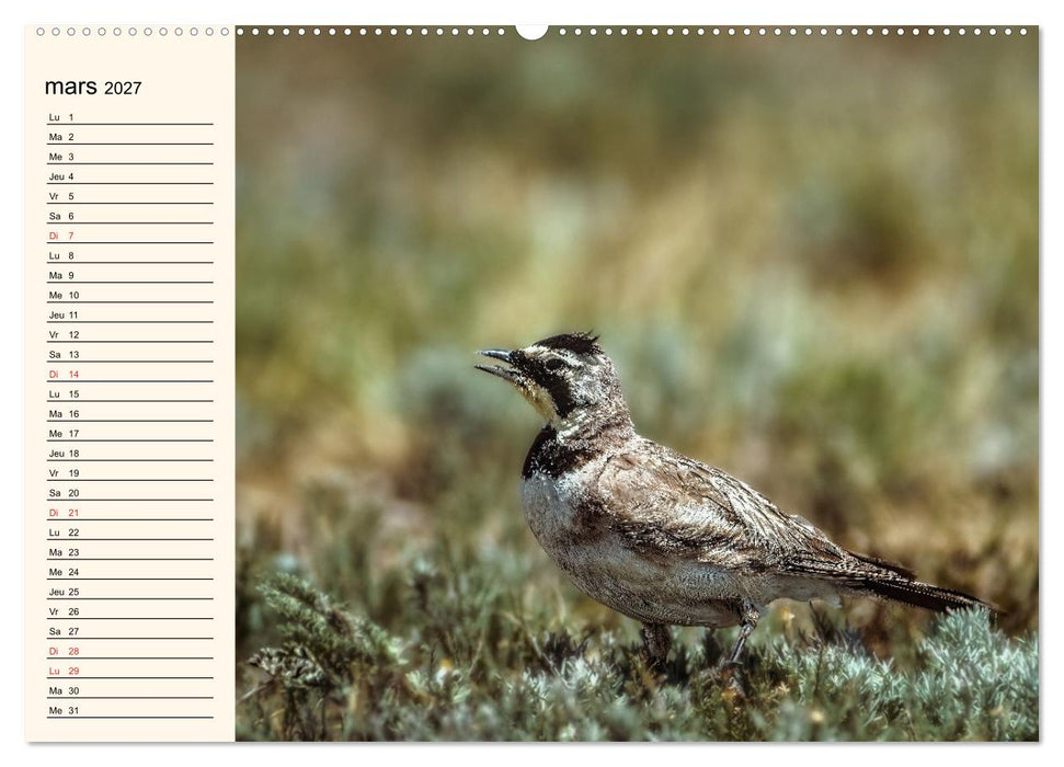 Notre nature sauvage, les passereaux d'Europe (CALVENDO Calendrier mensuel 2027)