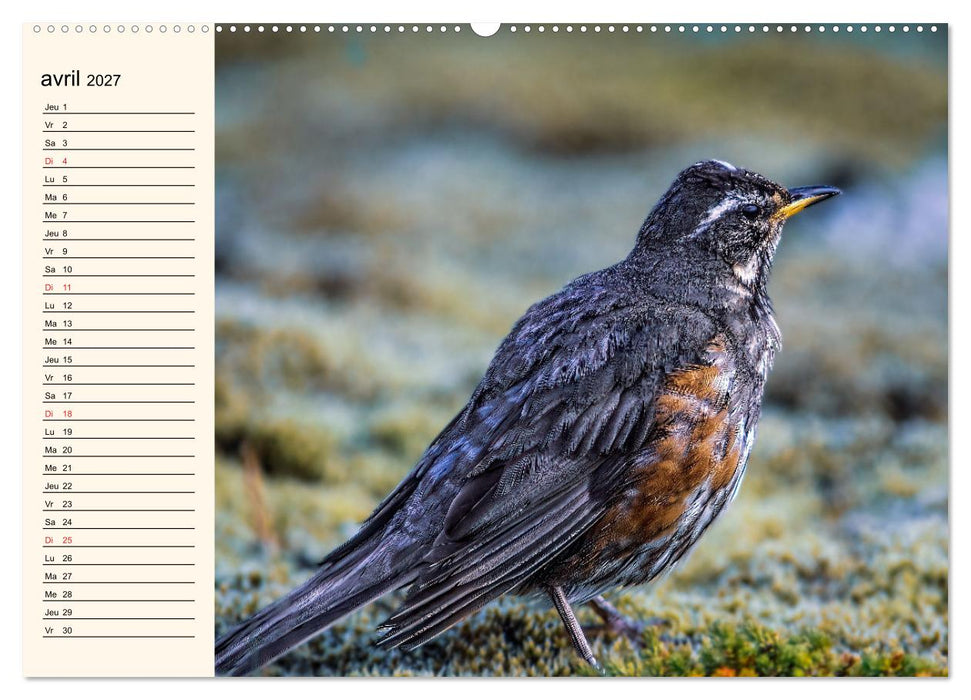 Notre nature sauvage, les passereaux d'Europe (CALVENDO Calendrier mensuel 2027)