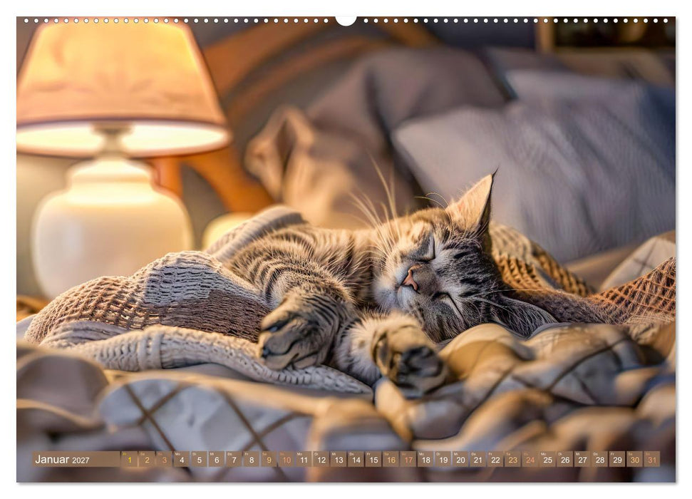 Katzen-Alltag - Ein witziges Jahr mit Kater Tommy (CALVENDO Wandkalender 2027)