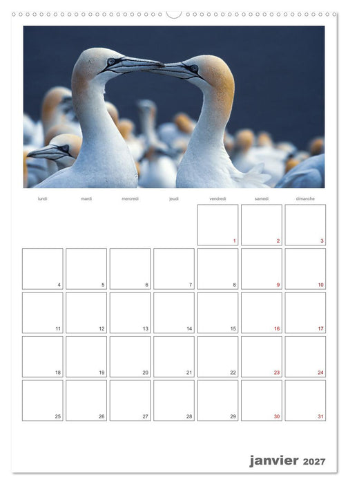 Notre nature sauvage, oiseaux aquatiques d'Europe (CALVENDO Calendrier mensuel 2027)