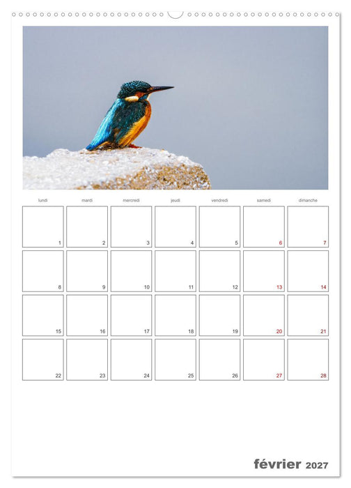 Notre nature sauvage, oiseaux aquatiques d'Europe (CALVENDO Calendrier mensuel 2027)