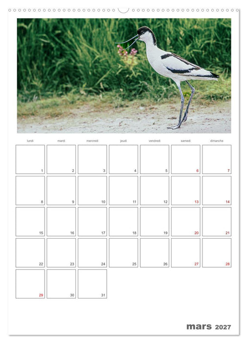 Notre nature sauvage, oiseaux aquatiques d'Europe (CALVENDO Calendrier mensuel 2027)