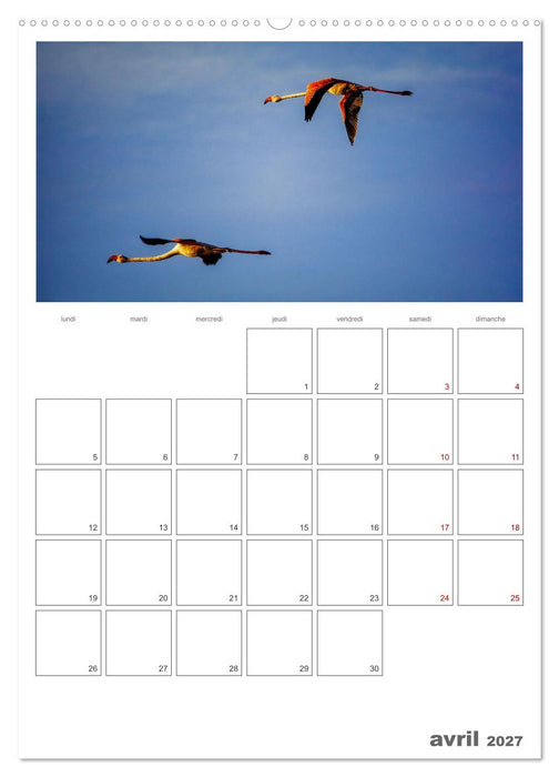 Notre nature sauvage, oiseaux aquatiques d'Europe (CALVENDO Calendrier mensuel 2027)