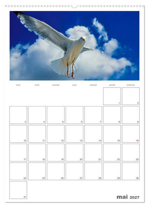 Notre nature sauvage, oiseaux aquatiques d'Europe (CALVENDO Calendrier mensuel 2027)