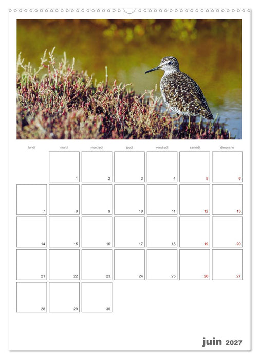 Notre nature sauvage, oiseaux aquatiques d'Europe (CALVENDO Calendrier mensuel 2027)