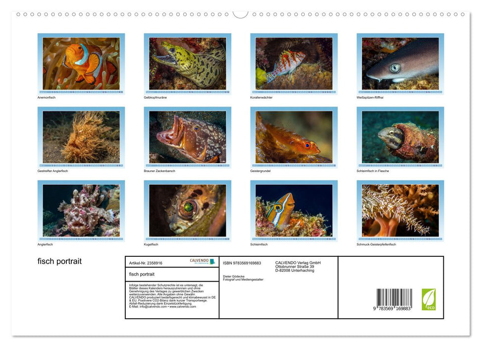 fisch portrait (CALVENDO Premium Wandkalender 2027)