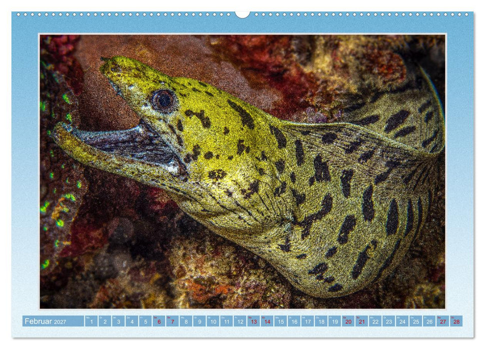 fisch portrait (CALVENDO Premium Wandkalender 2027)