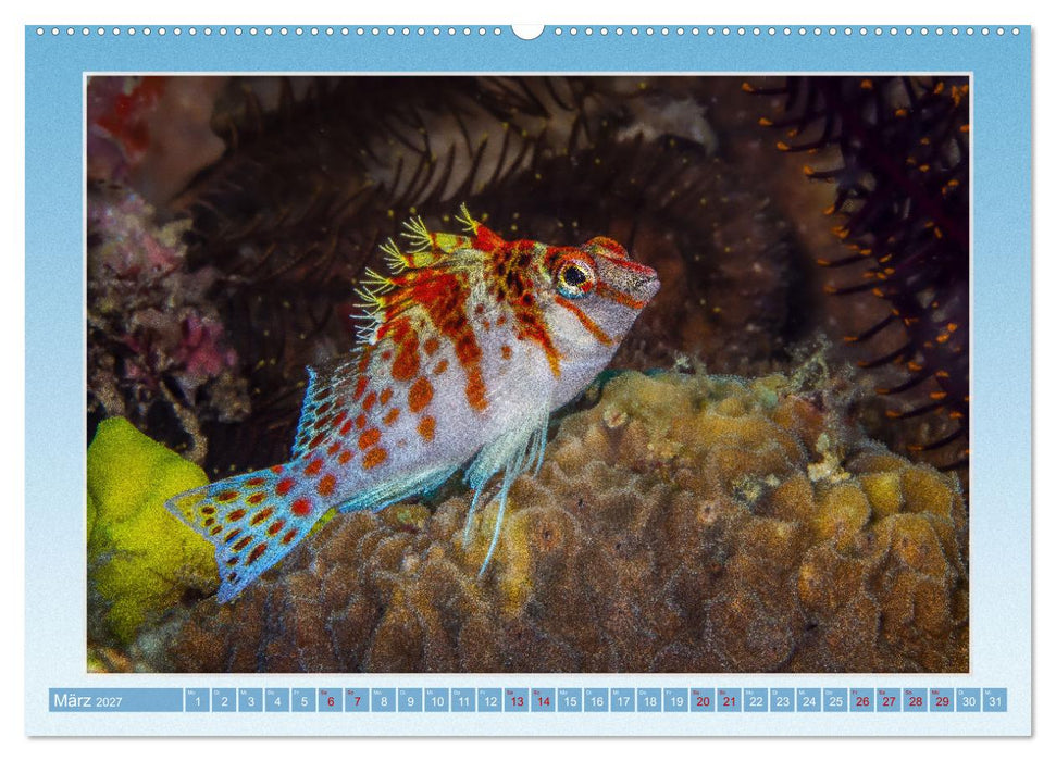 fisch portrait (CALVENDO Premium Wandkalender 2027)
