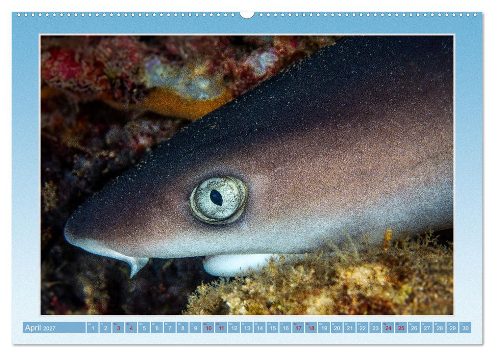 fisch portrait (CALVENDO Premium Wandkalender 2027)
