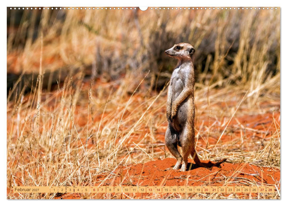 Afrikas Tierwelt - Erdmännchen (CALVENDO Wandkalender 2027)