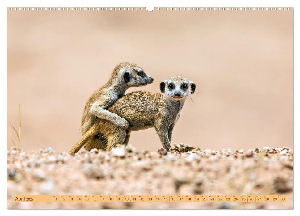Afrikas Tierwelt - Erdmännchen (CALVENDO Wandkalender 2027)